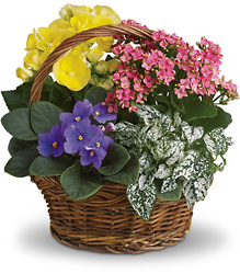 Spring Has Sprung Mixed Basket from McIntire Florist in Fulton, Missouri